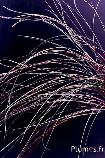 Anhänger aus Pfauenfaden - 15-28 cm - karminrot-naturgrün